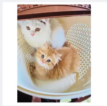 Image of Cat Clothes - picnic Basket