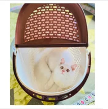Cat Clothes - picnic Basket