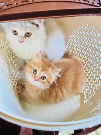 Cat Clothes picnic Basket